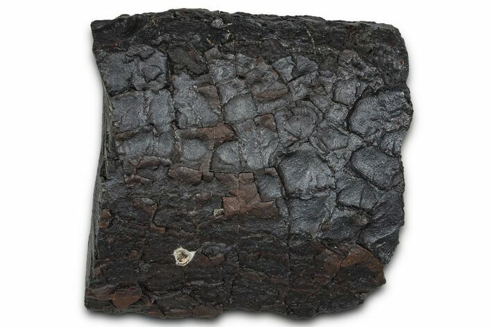 Dragon Scale Stone (Iron, Manganese, Siderite Nodule) #350207